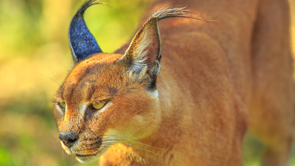 caracal
