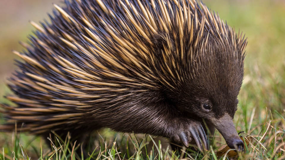 Meet the animal ambassadors including echidnas.