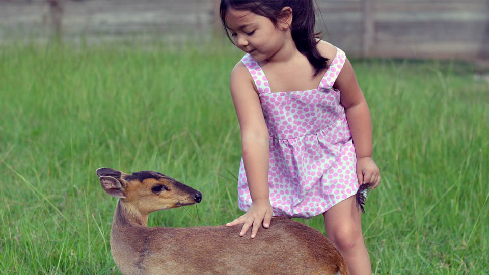 serval and caracal encounter