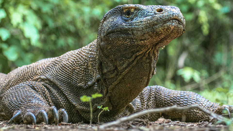 monitor lizard