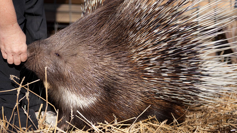 south african porcupine