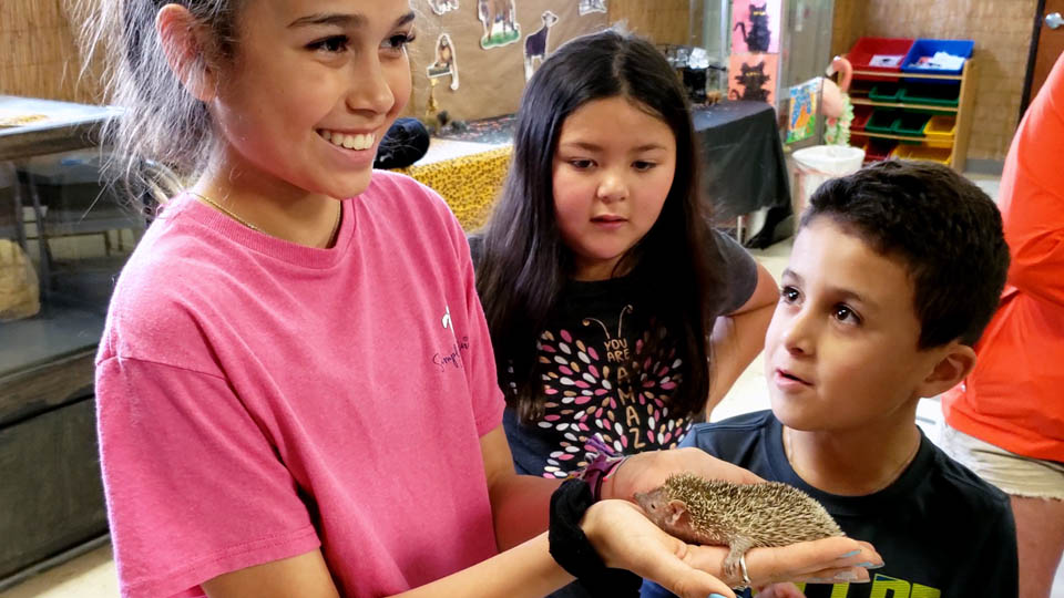 Meet the animal ambassadors including echidnas.