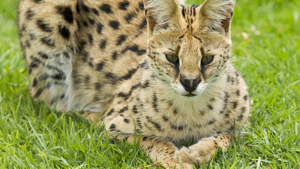 serval