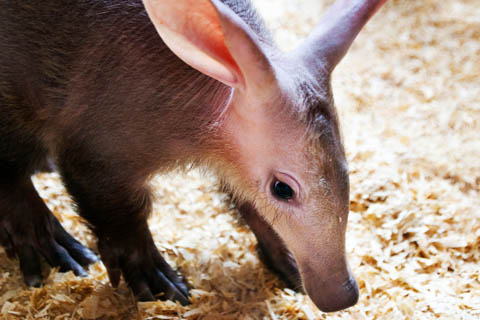 aardvark