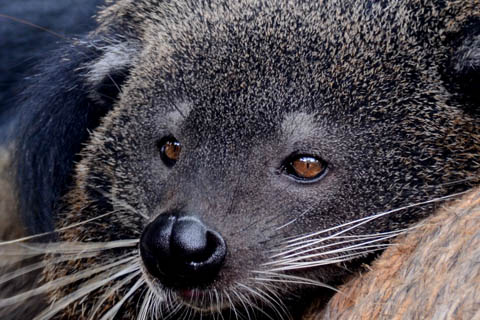 binturong