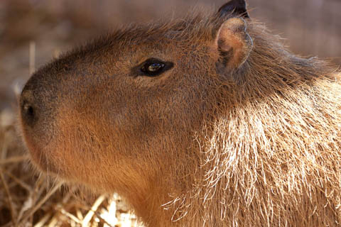 capybara