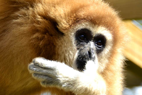 gibbon