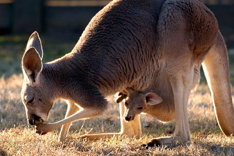 red kangaroo