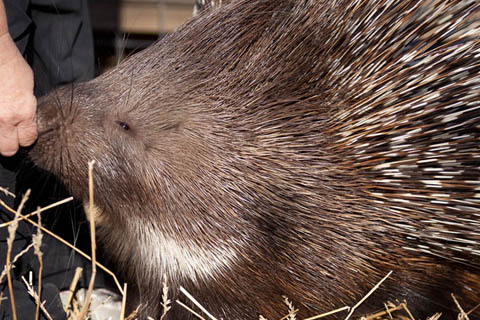 South African Porcupine