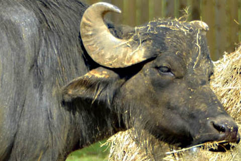 water buffalo