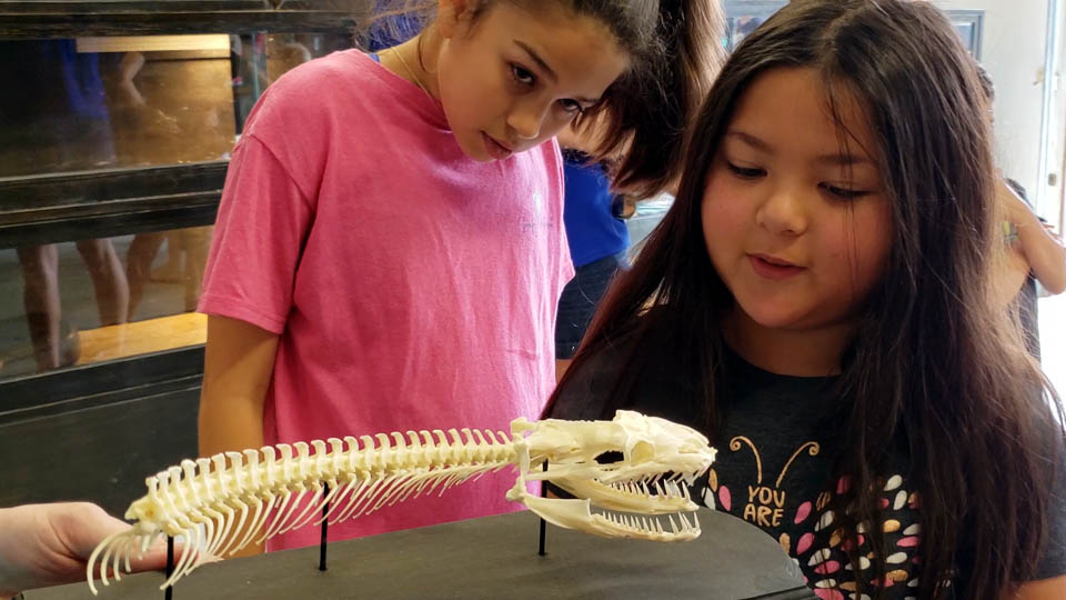 learning about snakes