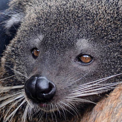 binturong