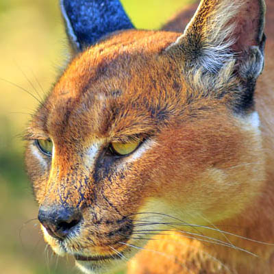 caracal