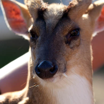 muntjac deer