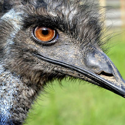 emu