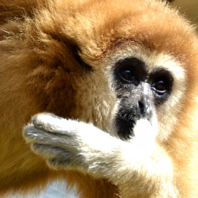 gibbon
