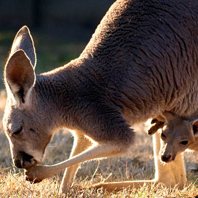 kangaroo