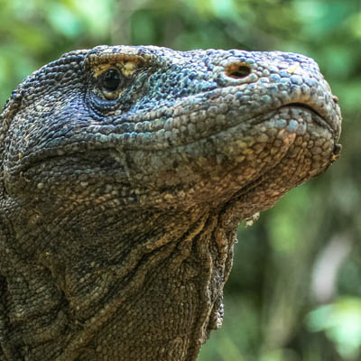 monitor lizard
