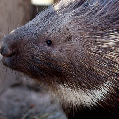South African porcupine 