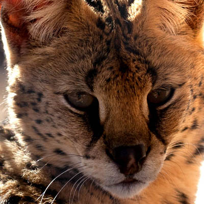 serval