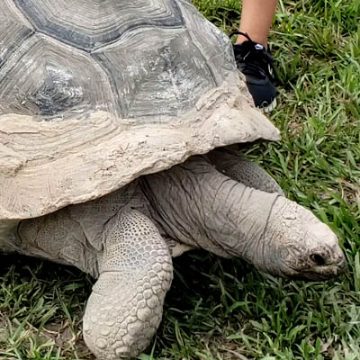 tortoise 