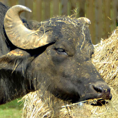 water buffalo 