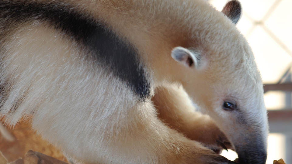 tamandua