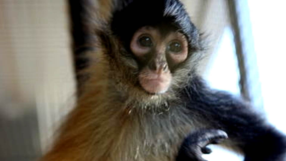 spider monkey encounter