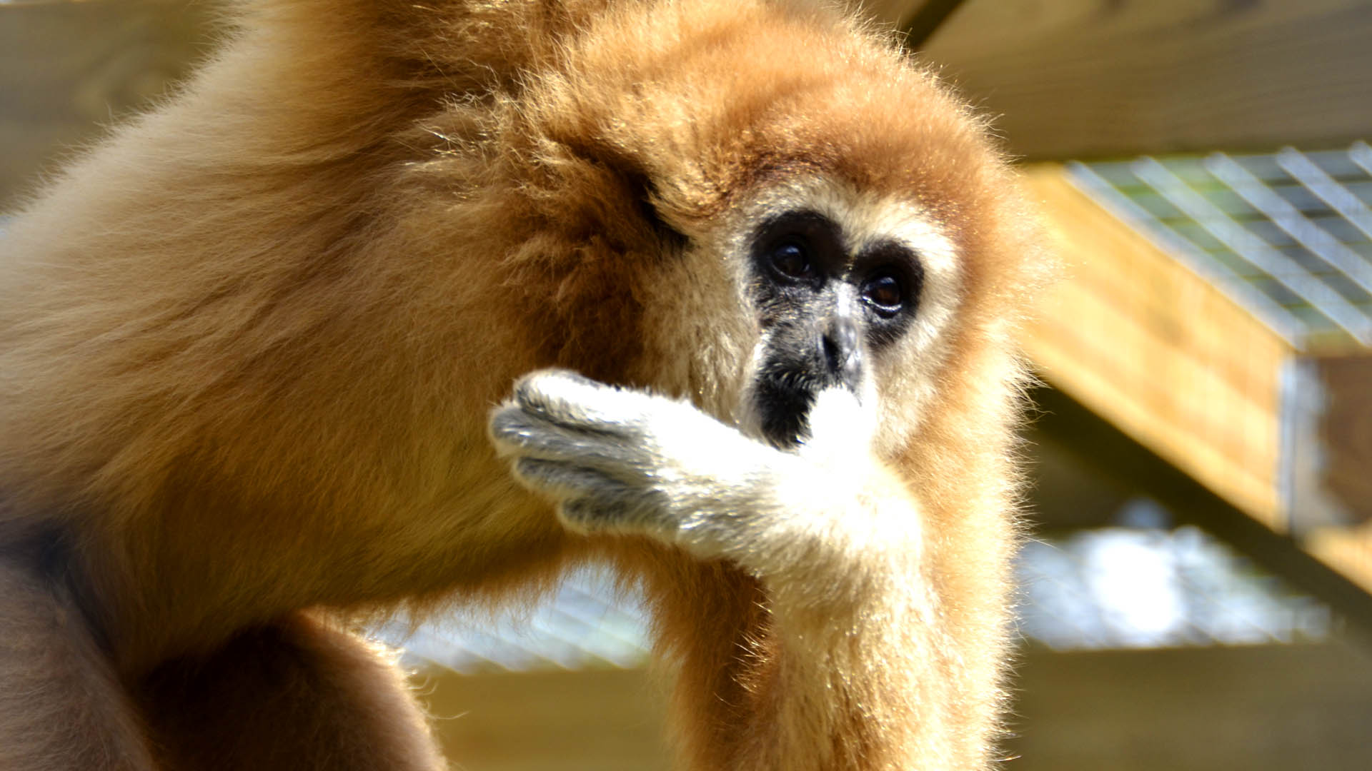 gibbon