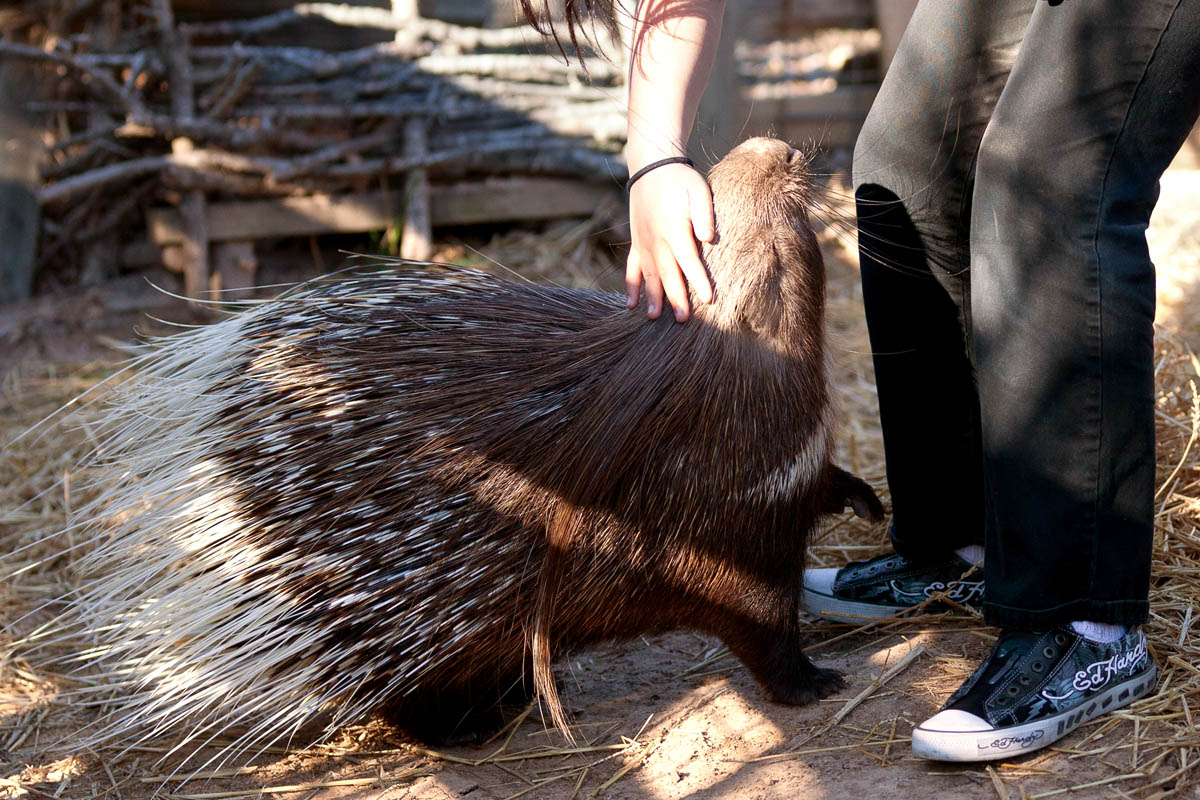 porcupine