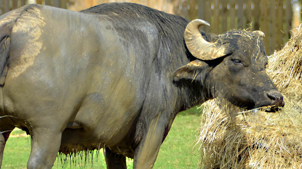 water buffalo
